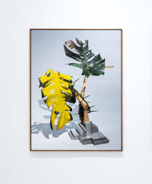 Tom Swoboda_ Post-Zoological Object_Monstera_photography_120x90cm_2024